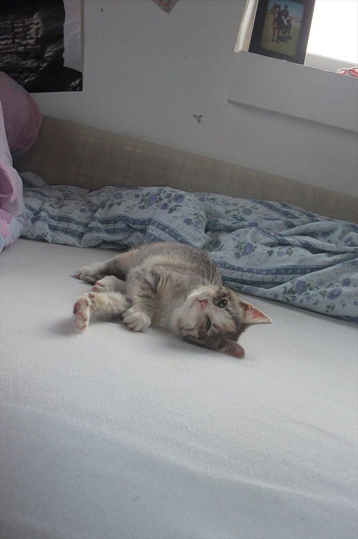 Huskat » Josefine « billede 7