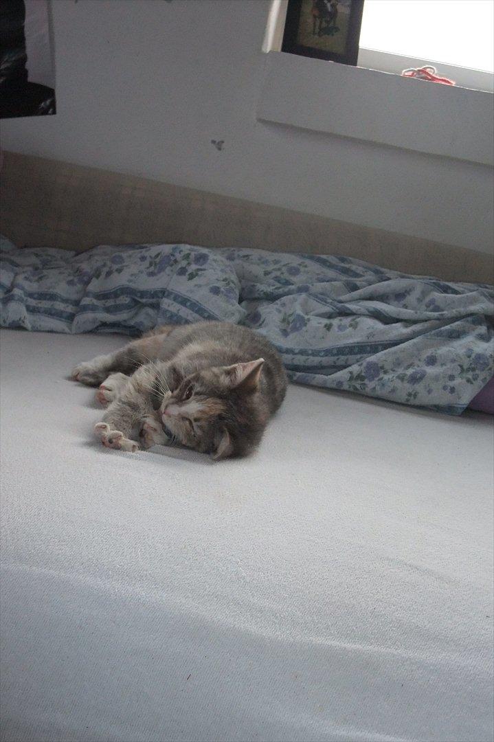 Huskat » Josefine « billede 8