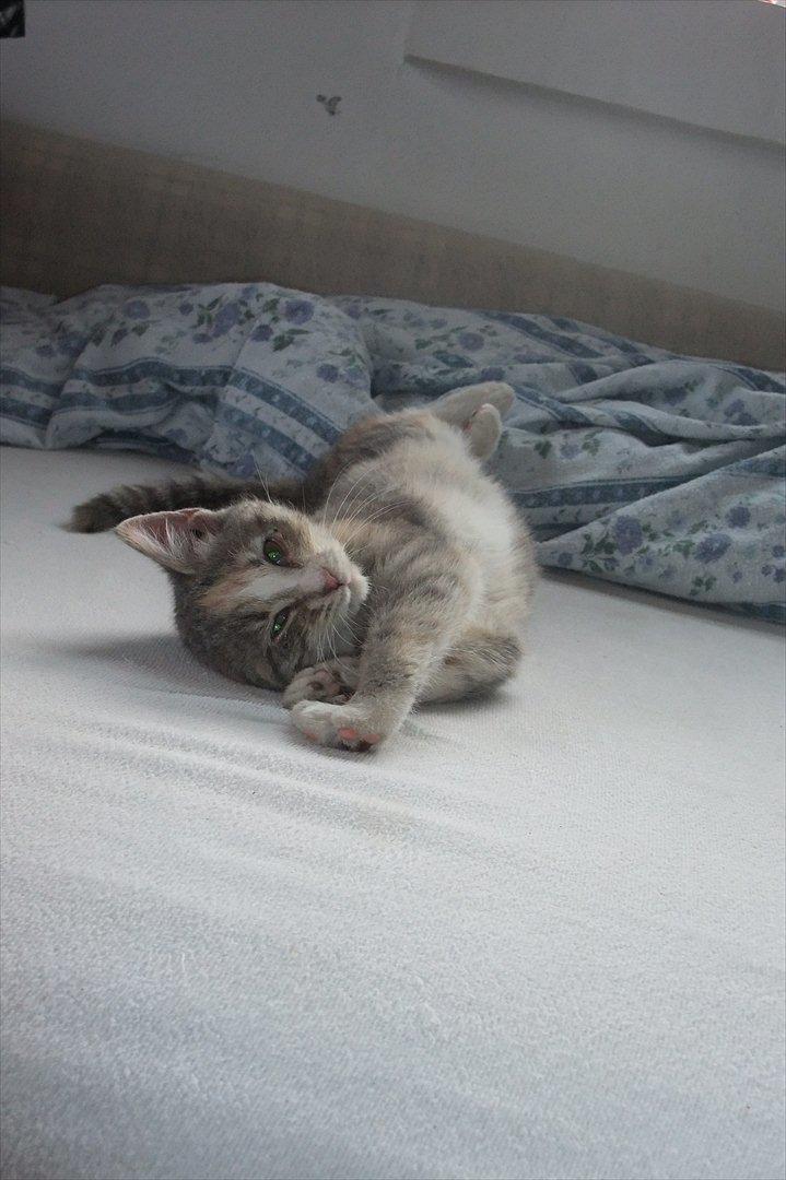 Huskat » Josefine « billede 1