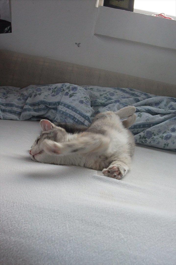 Huskat » Josefine « billede 9