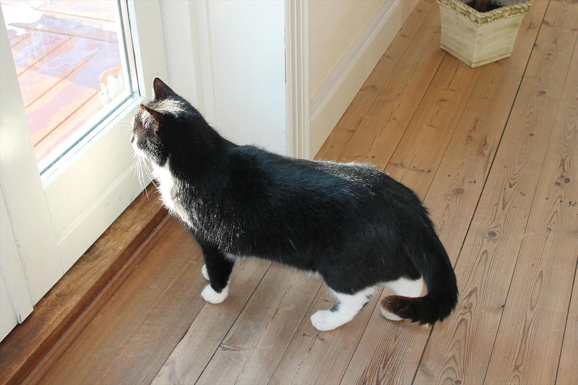 Huskat Felix billede 12