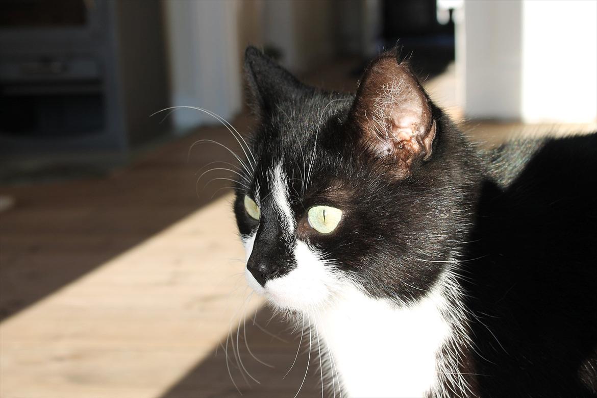 Huskat Felix billede 13