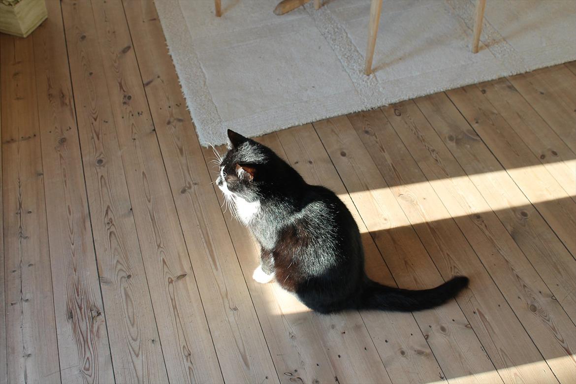 Huskat Felix billede 14