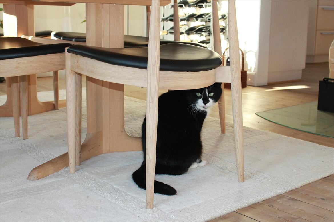 Huskat Felix billede 16