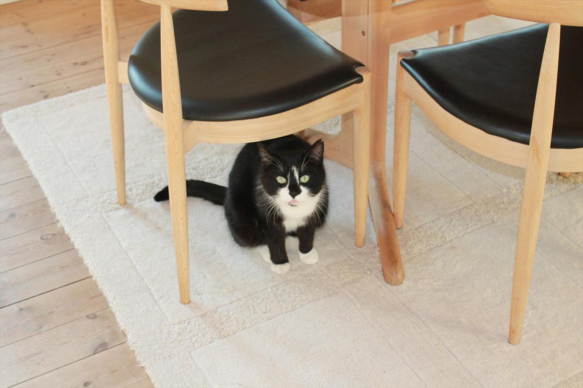 Huskat Felix billede 17