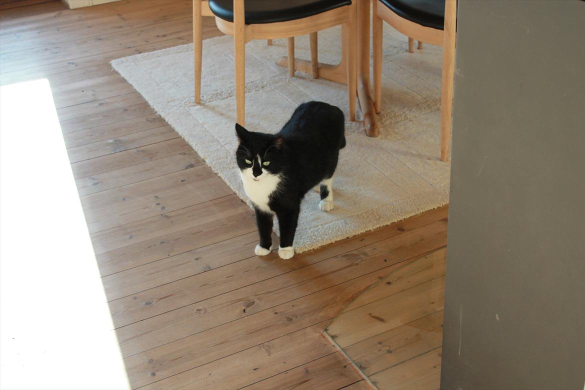 Huskat Felix billede 18