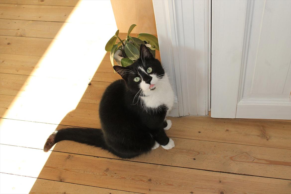 Huskat Felix billede 19