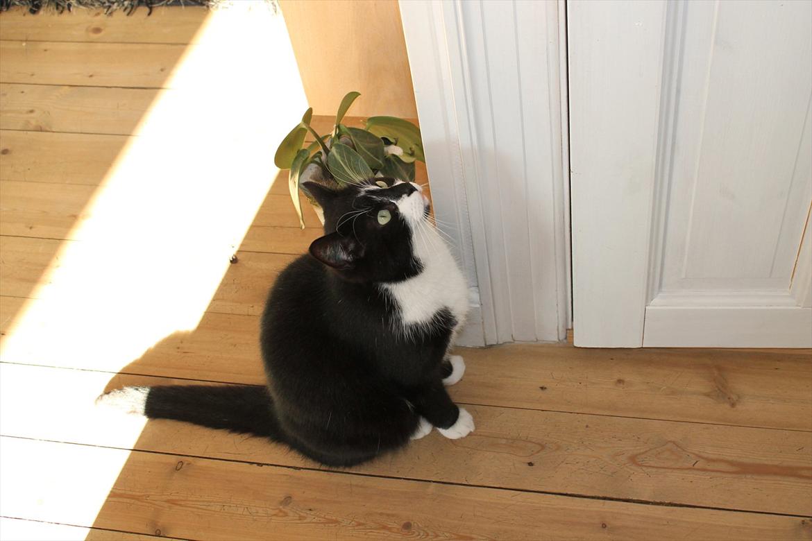 Huskat Felix billede 20