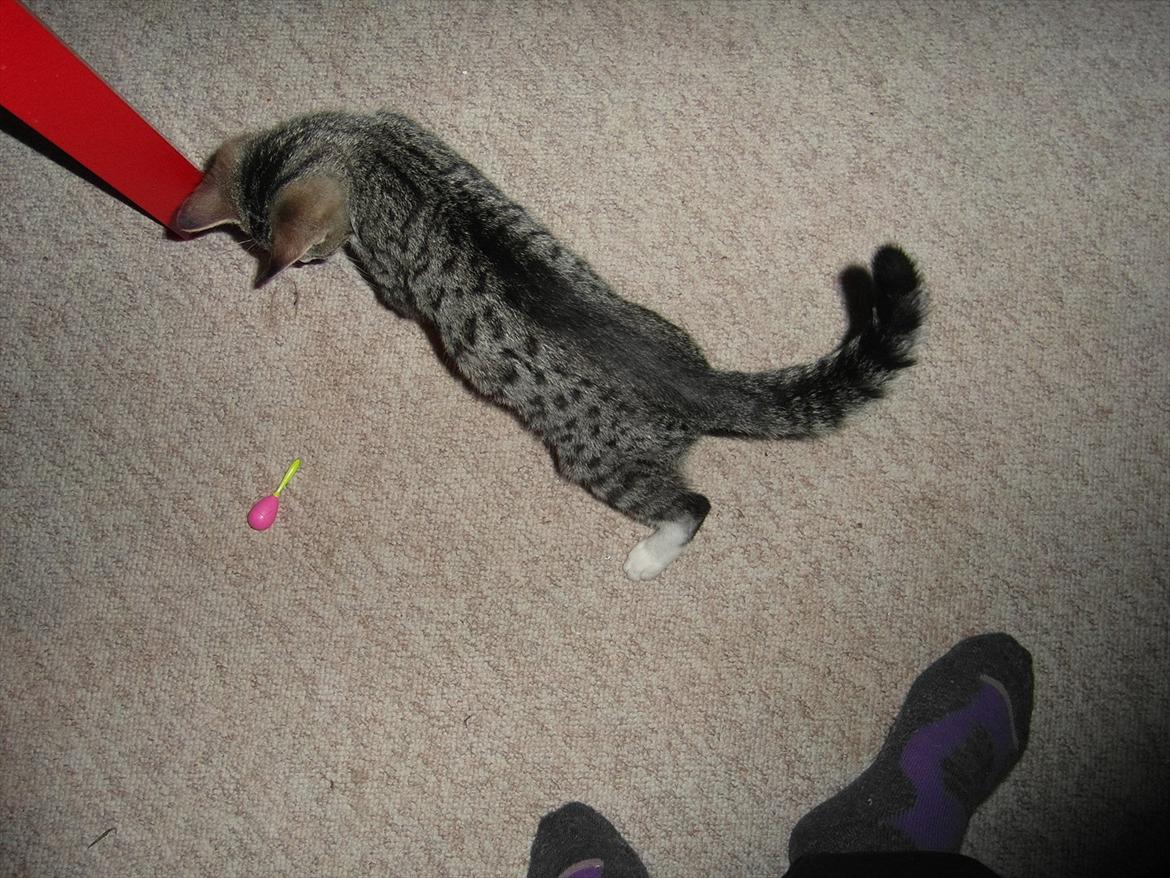 Huskat Kvist - Udforsker lige situationen.. billede 14