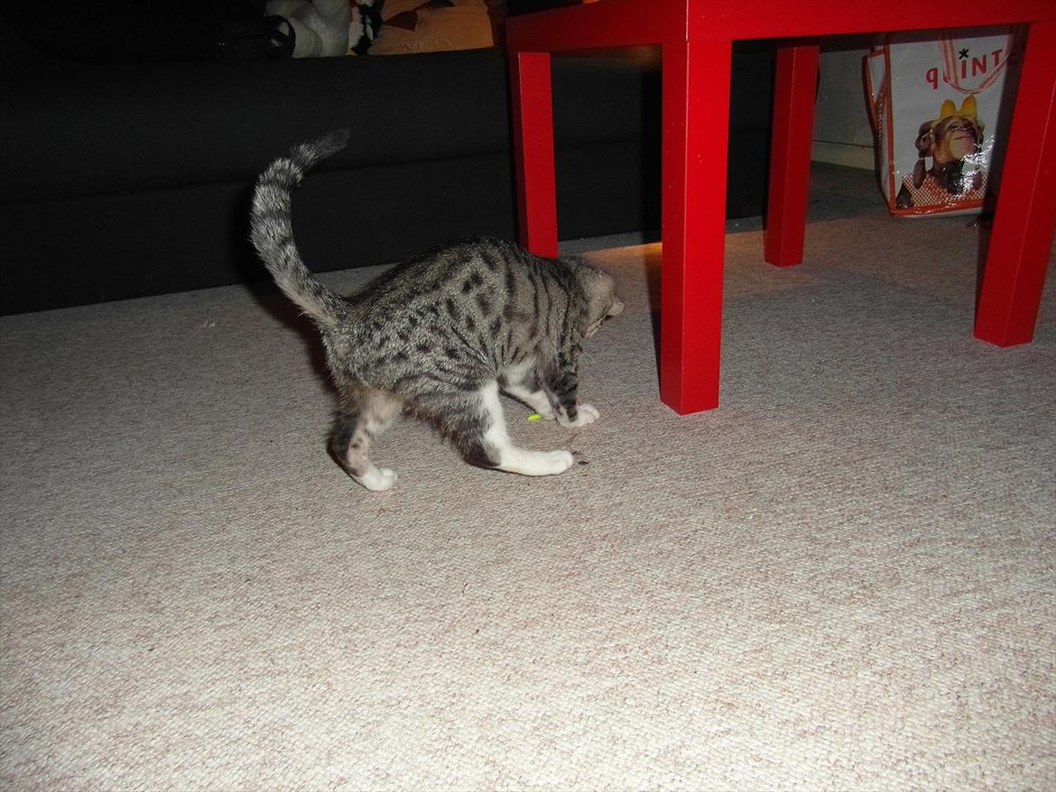 Huskat Kvist - Og til angreb! billede 15