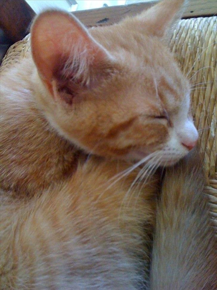 Huskat Simba - Simba som killing :) billede 1