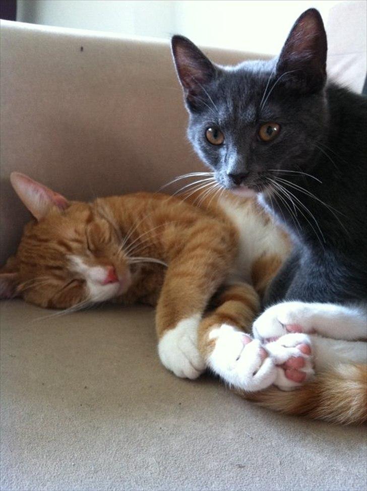 Huskat Simba - Simba i baggrunden :) billede 2