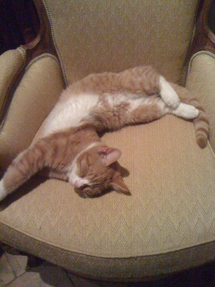 Huskat Simba - Simba ELSKER at sove på meget mærkelige måder :) han er så skøn billede 4