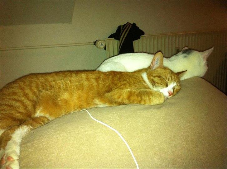 Huskat Simba - Simba putter med bumle :) billede 5