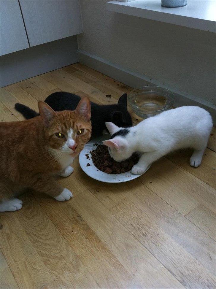 Huskat Simba - Alle 3 misser spiser aftensmad :) billede 6