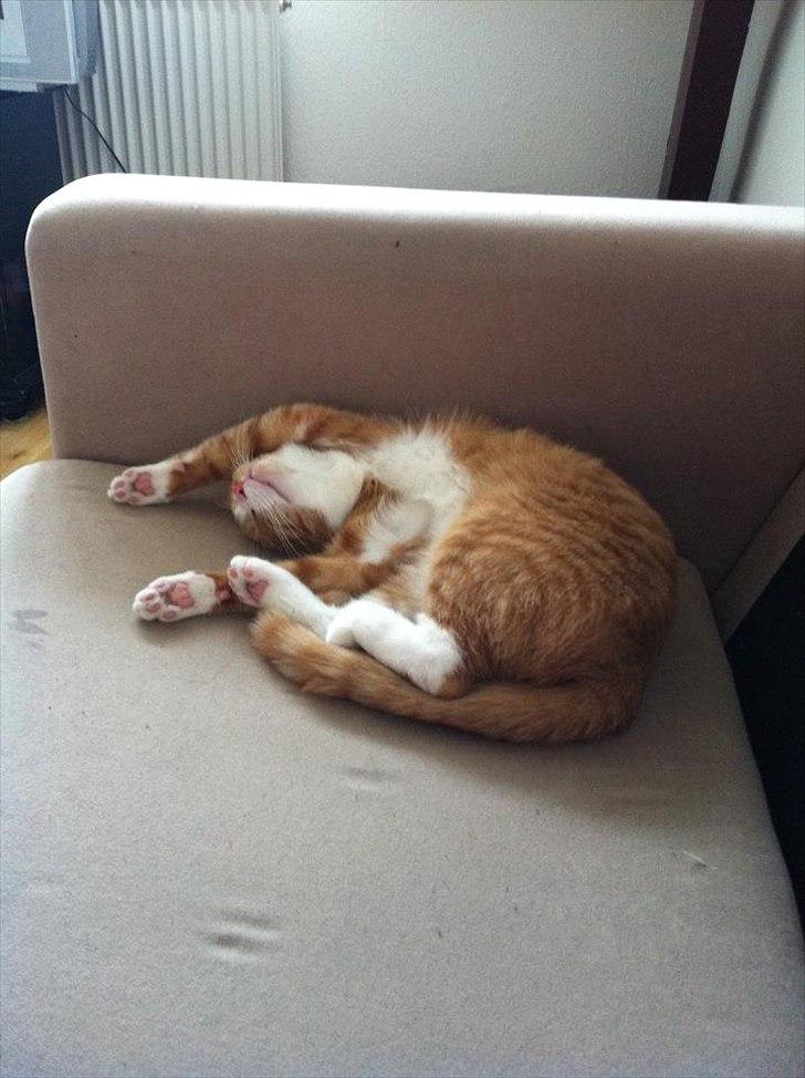 Huskat Simba - Simba skatten :-) billede 7