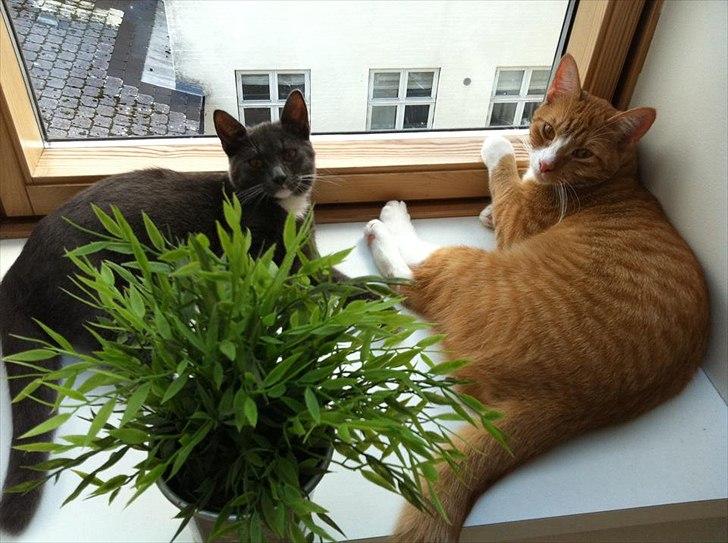 Huskat Simba - Simba og gucci nyder udsigten :-) billede 8