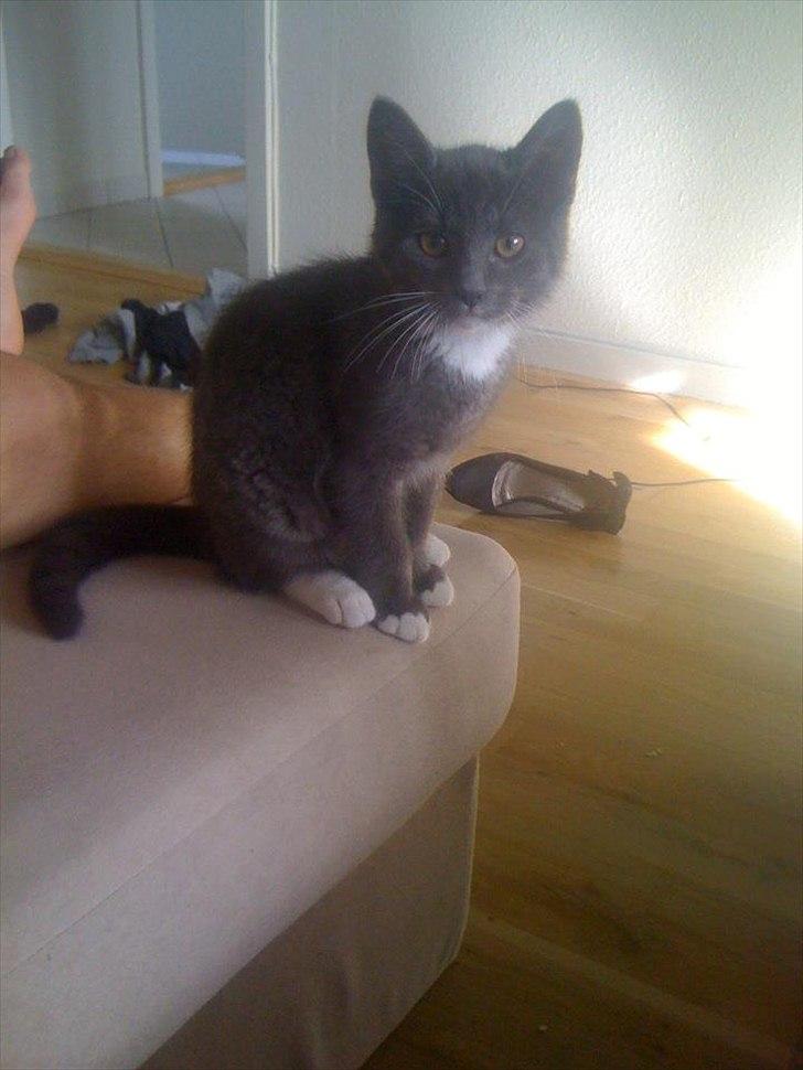 Huskat Gucci - Gucci 's første dag hjemme i lejligheden :) yderst nysgerrig :) billede 3