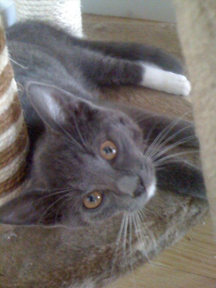 Huskat Gucci - Gucci leger på kradsetræet :) billede 4