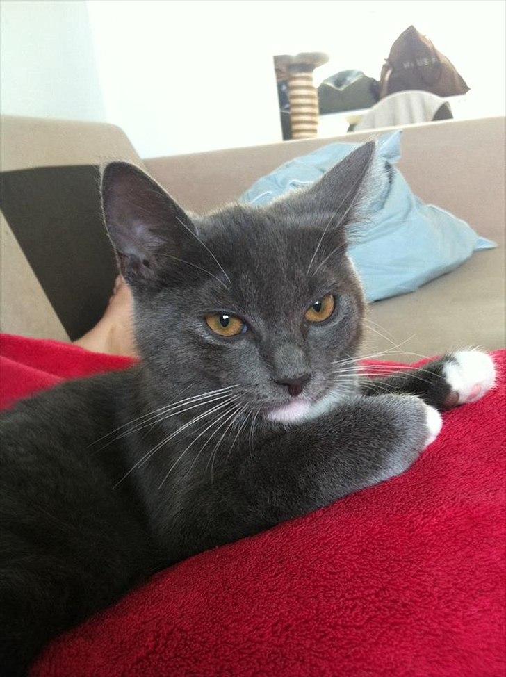 Huskat Gucci - Ligger og putter efter en lang dag, hvor man skulle udforske hele 90 kvm :-b billede 5