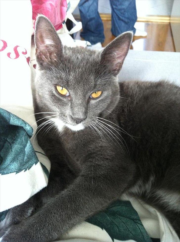 Huskat Gucci - Smukke Gucci tøsen :) billede 6