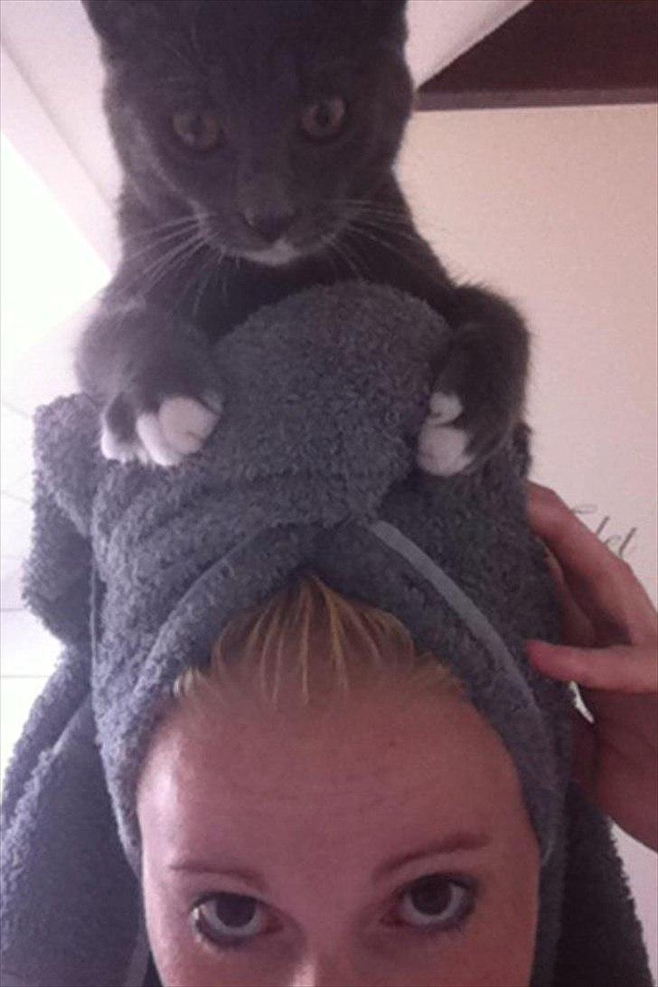 Huskat Gucci - Gucci er altid nysgerrig når jeg harværet i bad for at se hvad der sker oppe foran spejlet i så lang tid. Nu er hun begyndt på, sdom i kan se på billedet at komme med op på håndkllæddet og se mig tage make up på:) Men OK, hun er jo også en lille dame :) billede 7