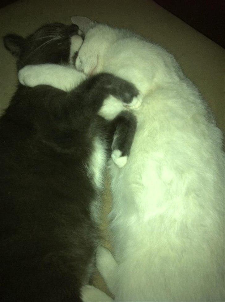 Huskat Gucci - Tror Gucci og Bumle er kærester ;) de ligger og putter hele tiden :) billede 8