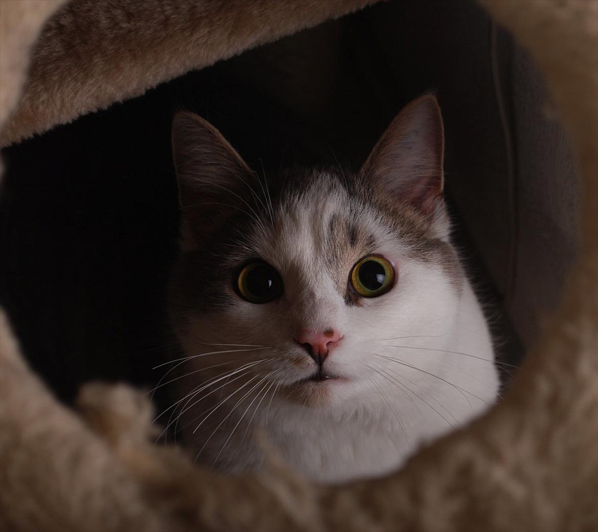 Huskat Chino (døde i november 2012) - Nyeste billeder: Januar 2012 billede 2