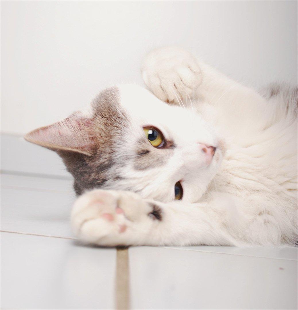 Huskat Chino (døde i november 2012) - Nyeste billeder: Januar 2012 billede 1