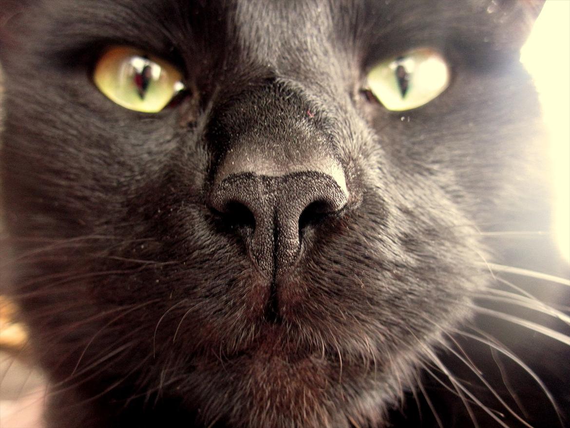 Huskat Bølle - Hehe, nærbillede! :p billede 1