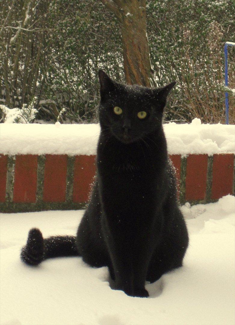 Huskat Bølle - Bølle er ude i årets første sne! :-) billede 4