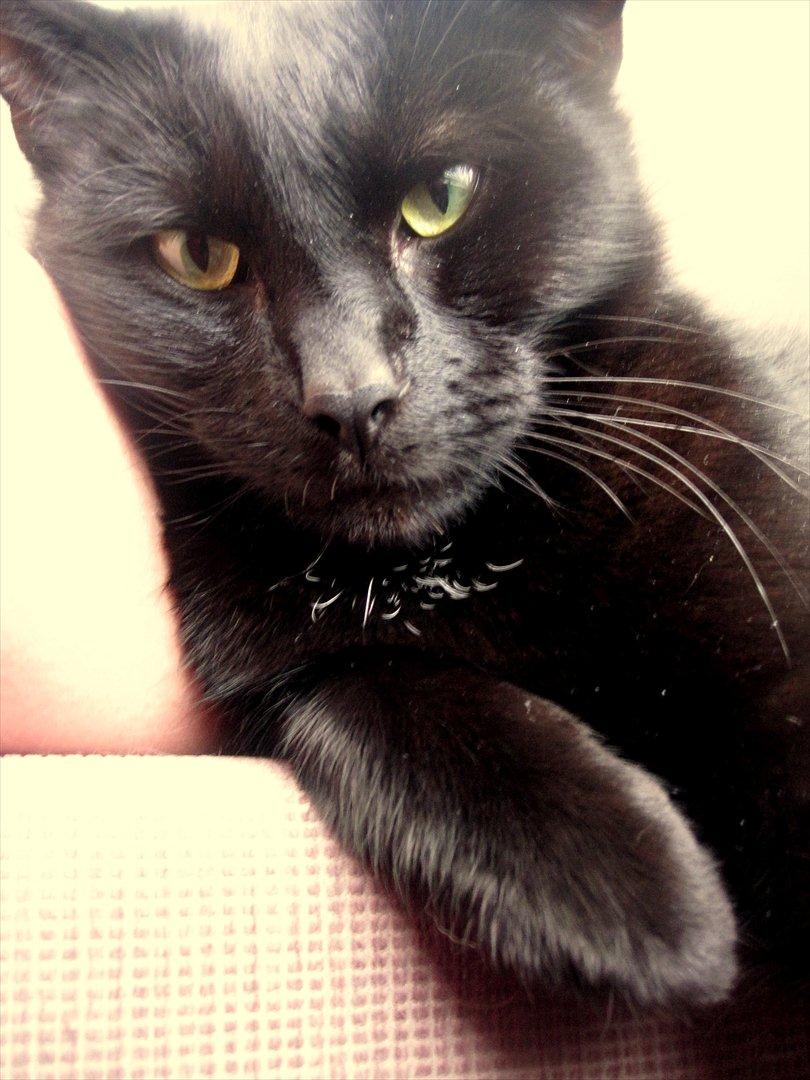 Huskat Bølle - Bølle-misen <3 billede 11