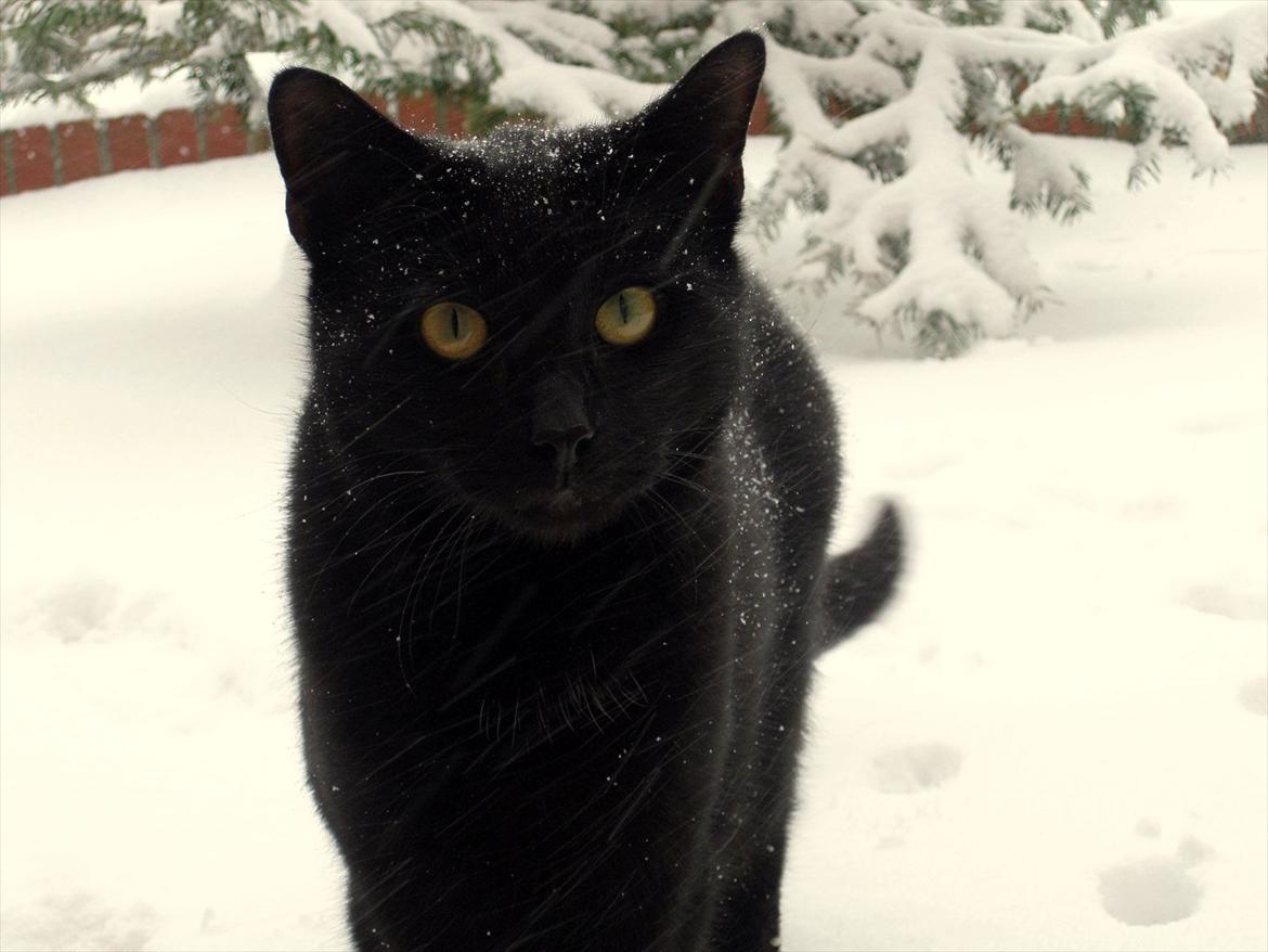 Huskat Bølle - Bølle hygger sig i sneen. :D billede 3