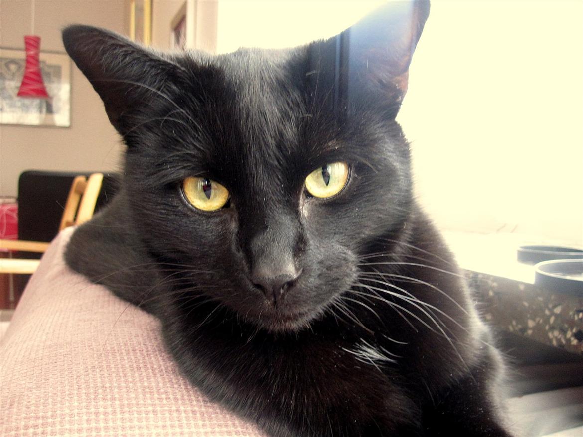 Huskat Bølle - Min dejlige Bølle, få hans ynglings sted i sofaen. :-) billede 10