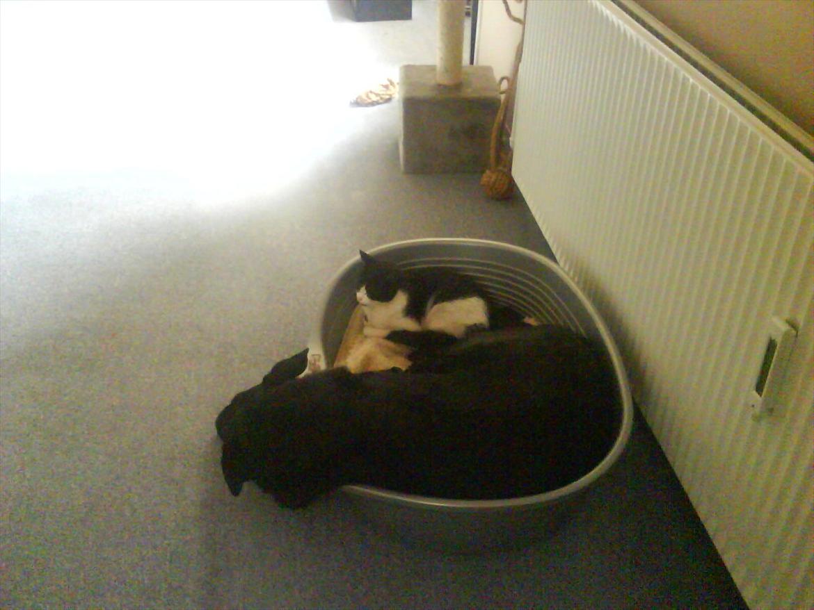 Huskat Tulle - Kenzo delte gerne sin kurv med Tulle. billede 13