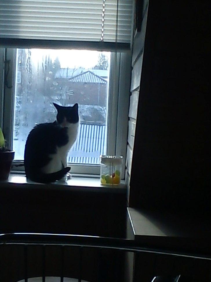 Huskat Tulle - Tulle elsker at holde øje med byen oppefra. billede 14