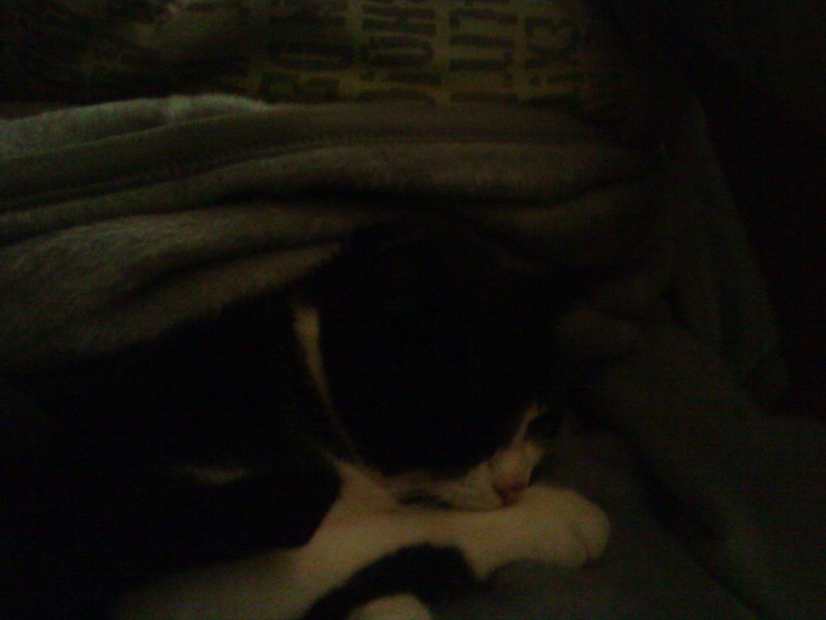 Huskat Tulle - Tulle er en rigtig puttekat. billede 15