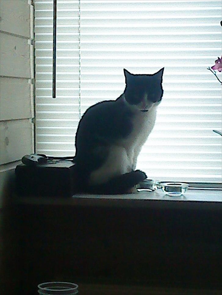 Huskat Tulle - 2012. 30/1 billede 16