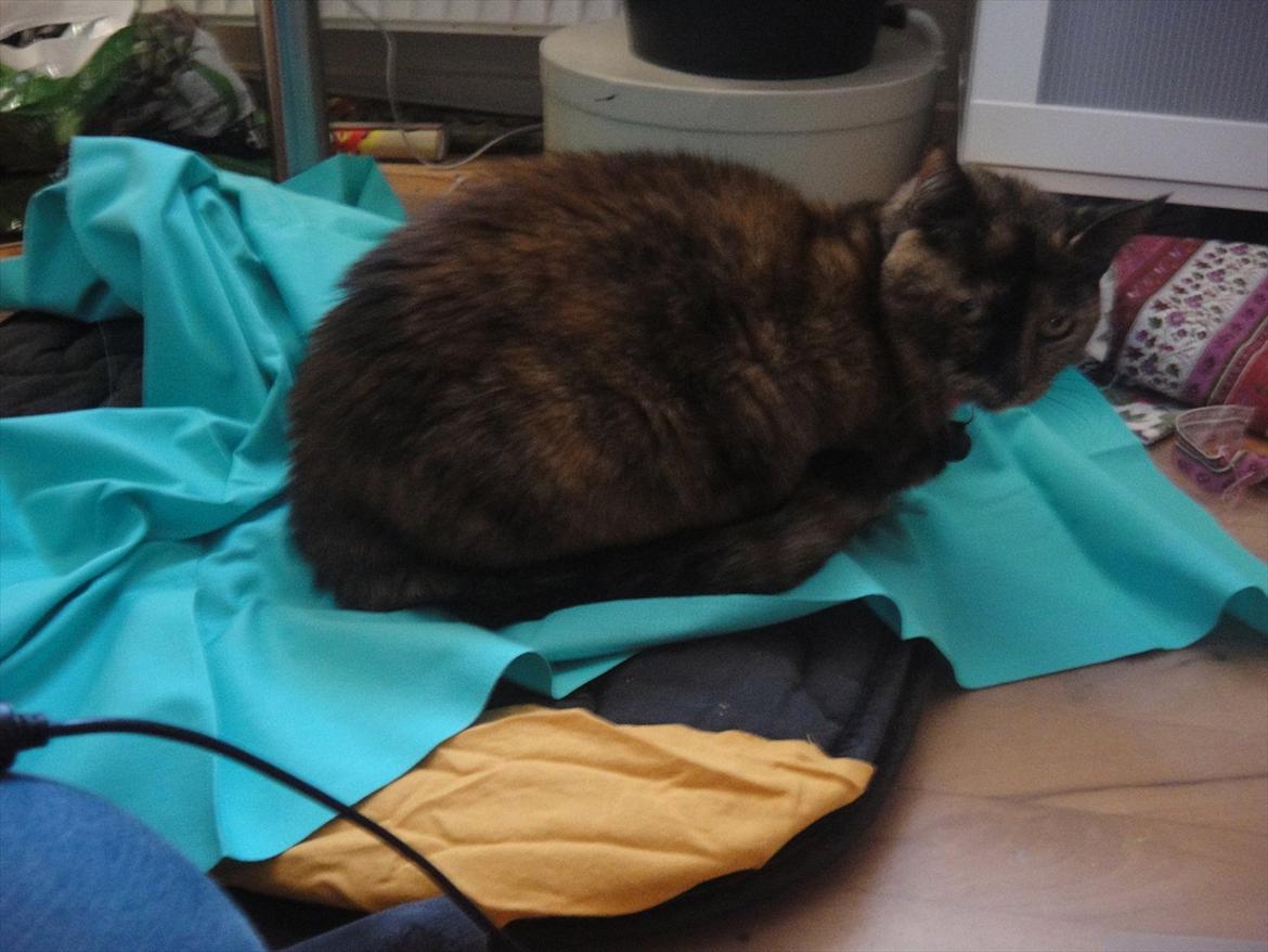 Huskat Kira billede 11