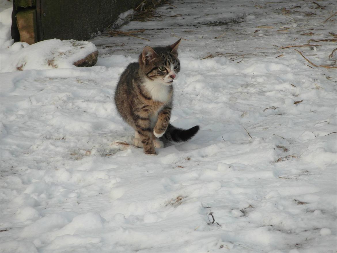 Huskat Ballon - Mig og Ballon er ikke helt enige om hvor vidt man skal ud i sneen! billede 13