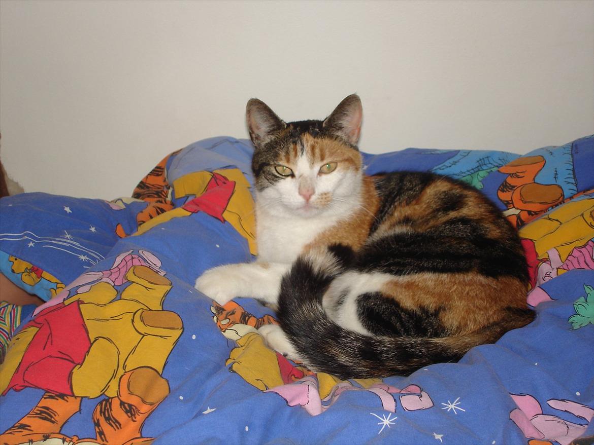 Pusssy billeder