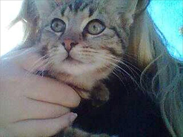 Blanding af racer Tazz billede 1