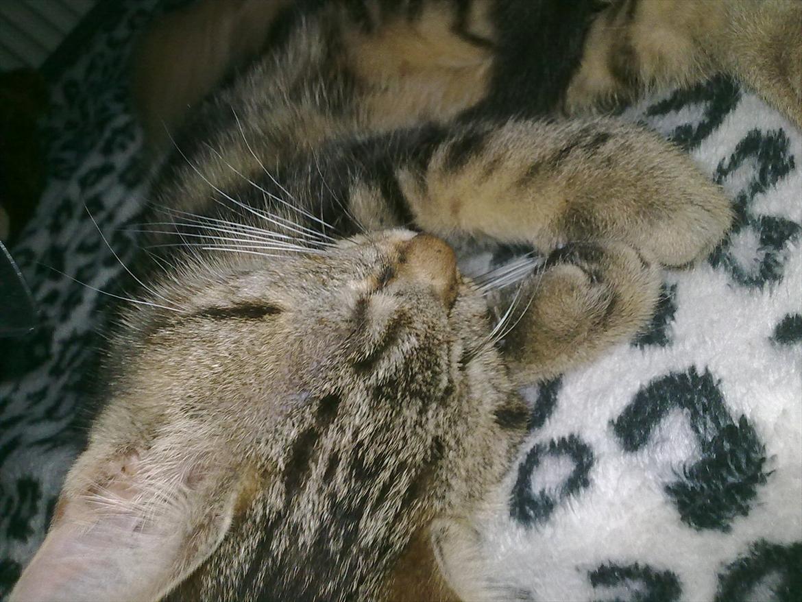 Blanding af racer Tazz billede 2