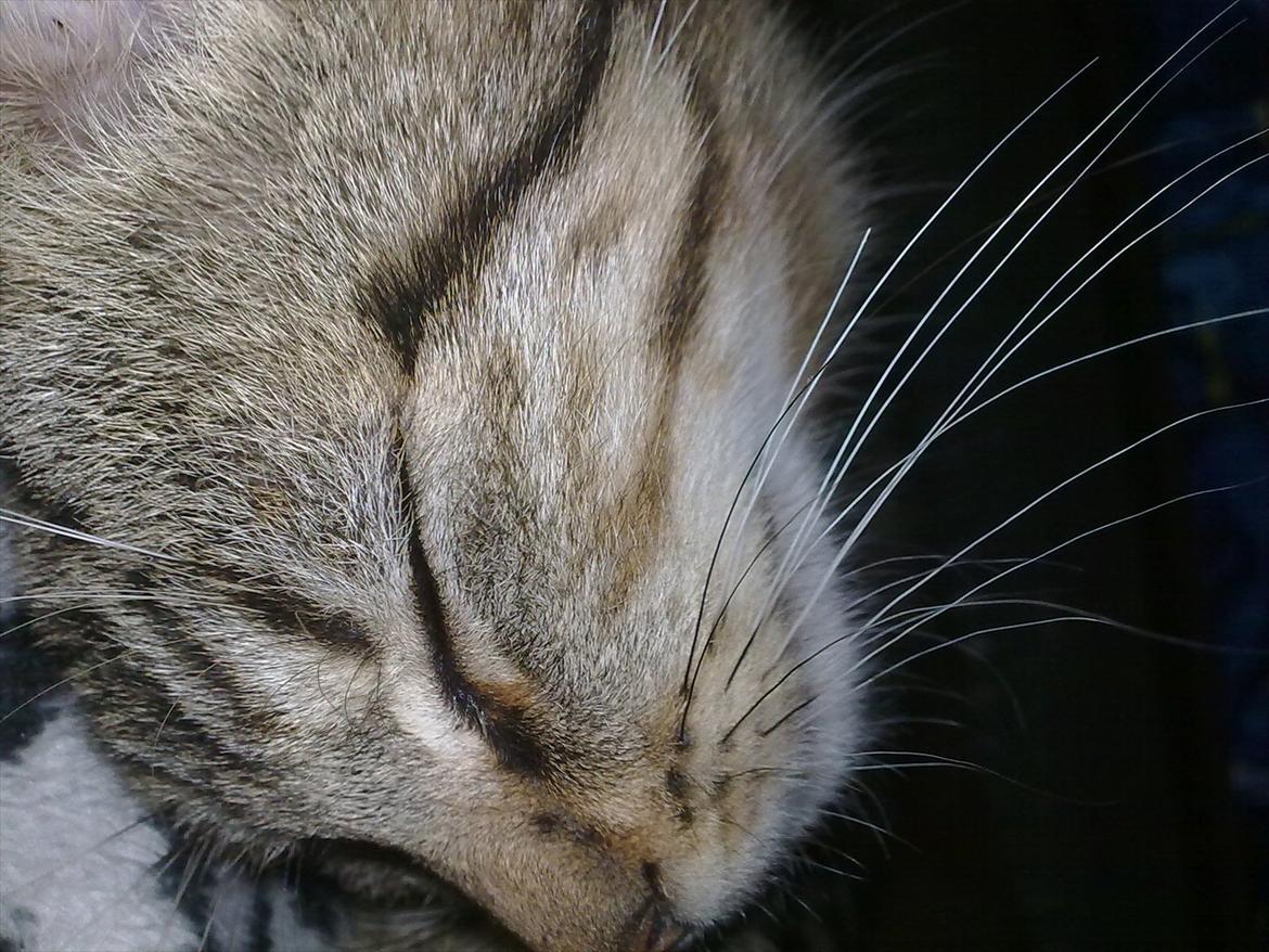 Blanding af racer Tazz billede 3