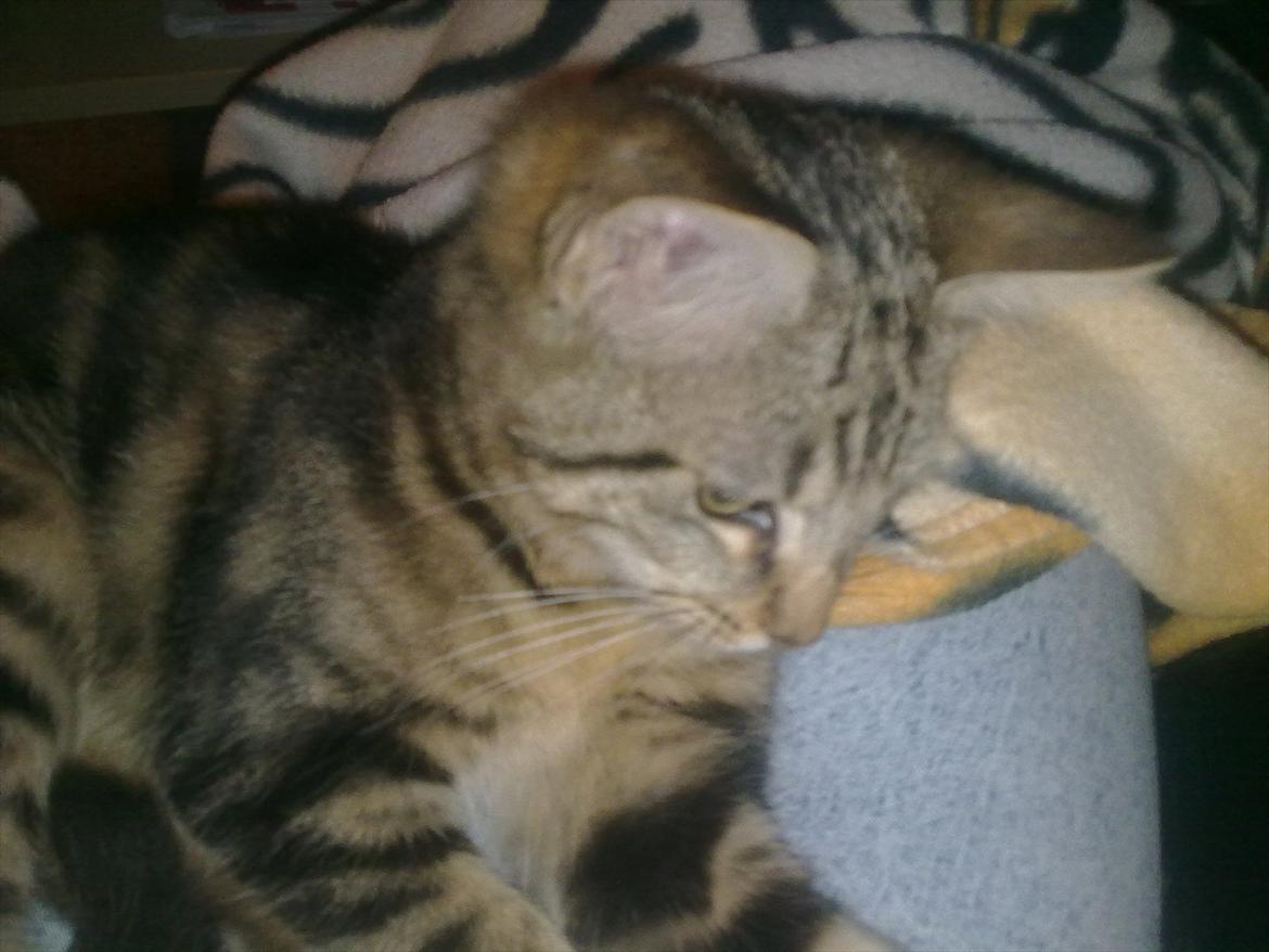 Blanding af racer Tazz billede 4