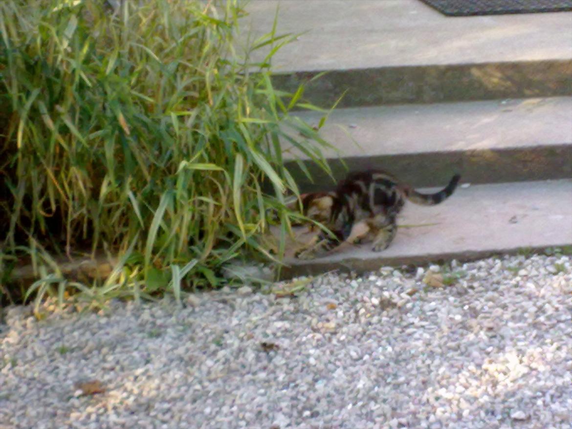 Blanding af racer Tazz billede 5