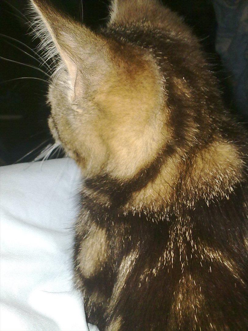 Blanding af racer Tazz billede 6