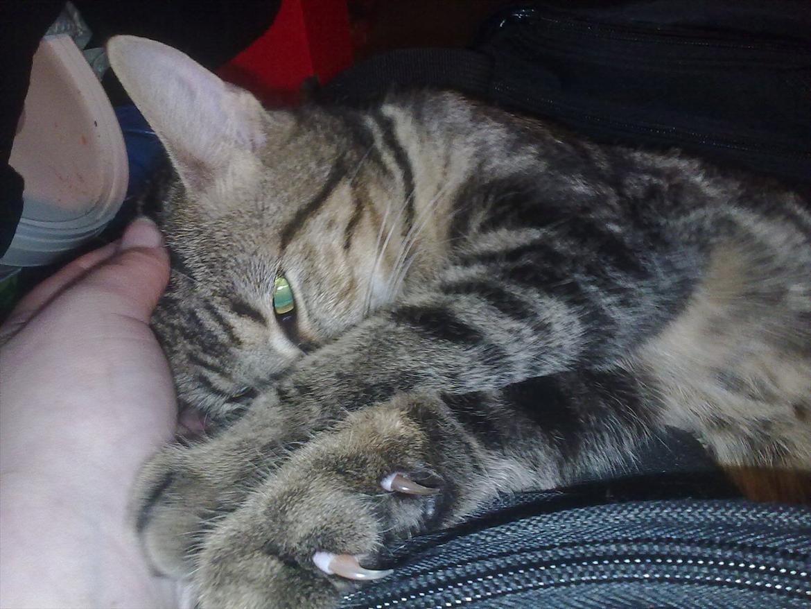 Blanding af racer Tazz billede 7