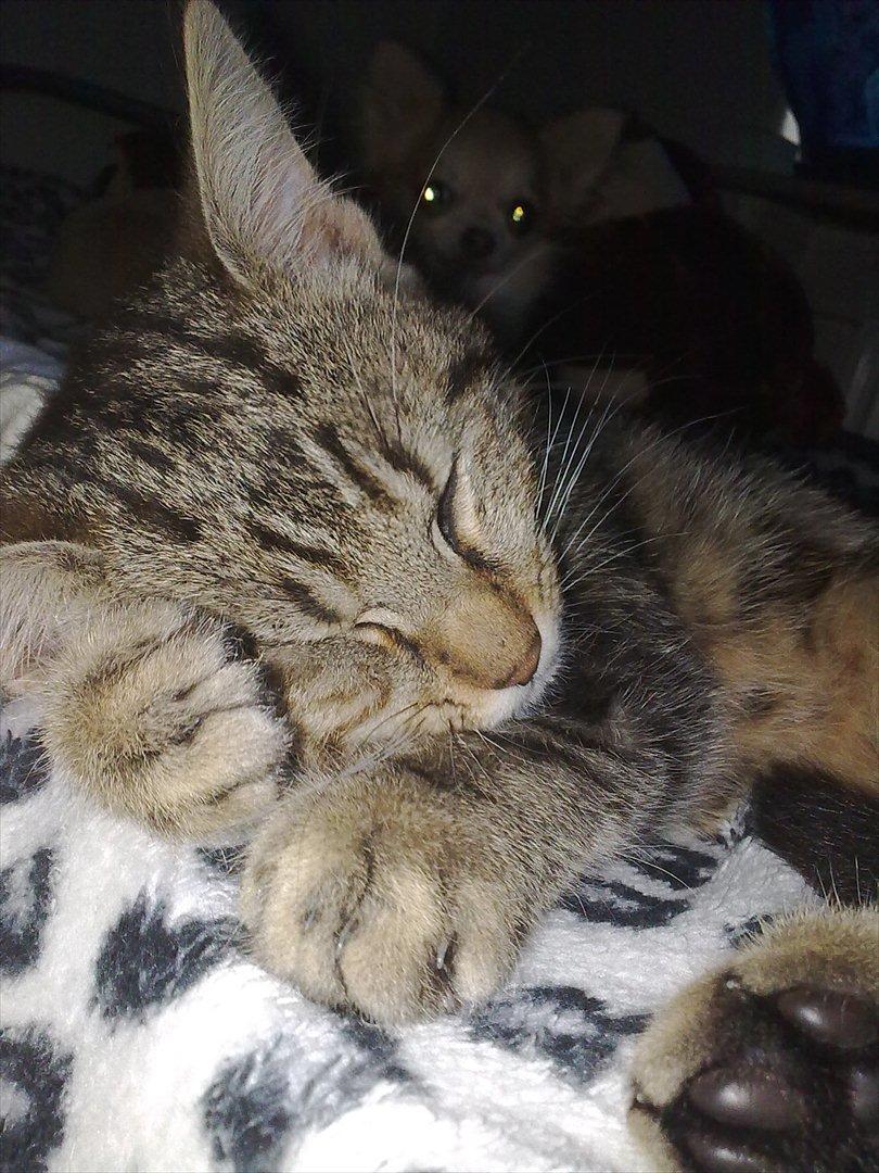 Blanding af racer Tazz billede 8