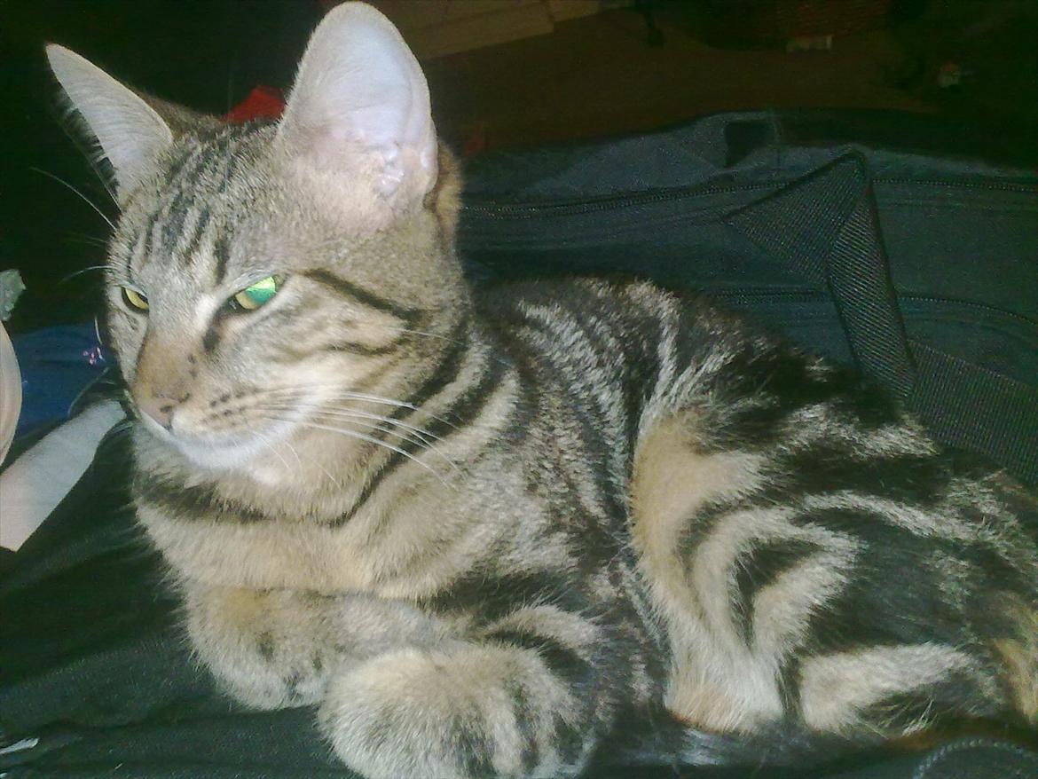 Blanding af racer Tazz billede 9